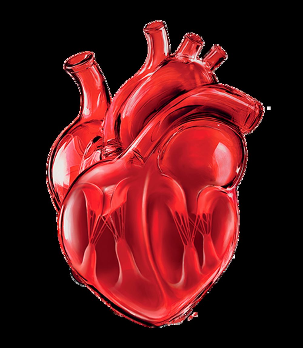 Heart